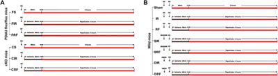 Remifentanil Promotes PDIA3 Expression by Activating p38MAPK to Inhibit Intestinal Ischemia/Reperfusion-Induced Oxidative and Endoplasmic Reticulum Stress